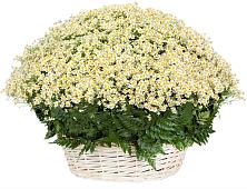 Цветочная композиция из Ромашки в корзине #REPLACE_PRED# Подпорожье